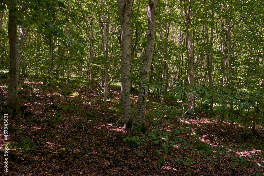 Fototapeta premium A pine forest