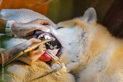 ein Zahnarzt entfernt bei einem Hund (Akita Inu) Zahnstein  photo