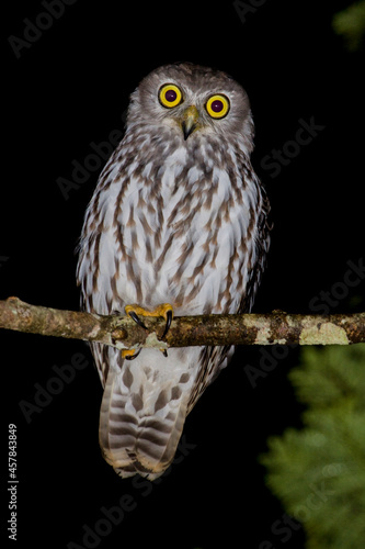 Beautiful Barking Owl photographed at night in the wild on a branch, looking at camera with bright wide-eyed yellow eyes