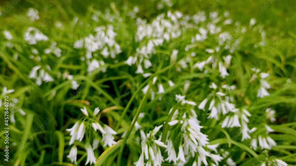 Wild flowers on green background, spring and natural environment concept, summer time, eco system. Wild flowers on green background, spring and natural environment concept, summer time, eco system.