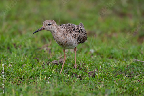 Ruff (Calidris pugnax) feeding in its natural habitat