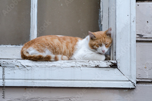 Photography cat