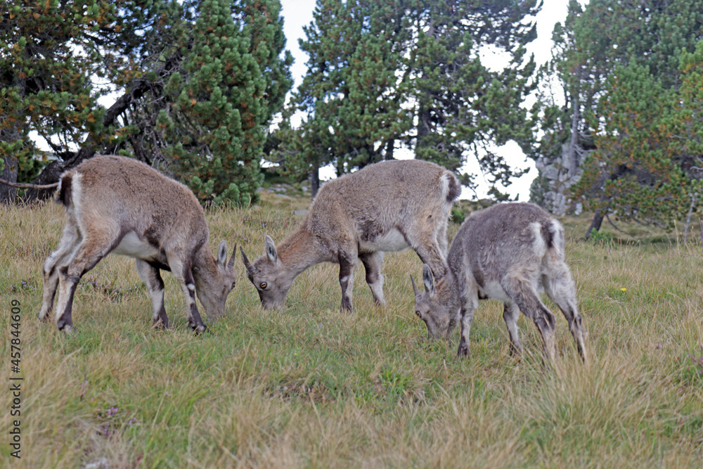 Steinbock in den Alpen, Niederhorn, Schweiz Steinbock in den Alpen, Niederhorn, Schweiz