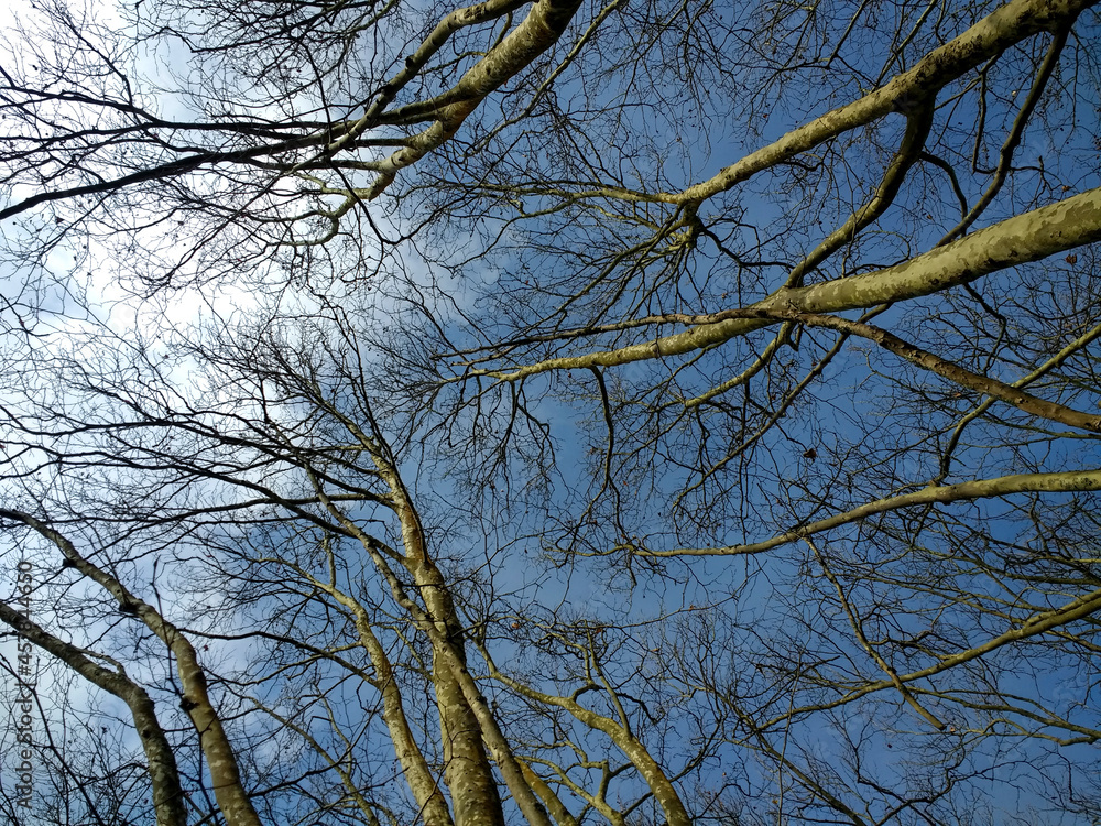 trees in the sky trees in the sky