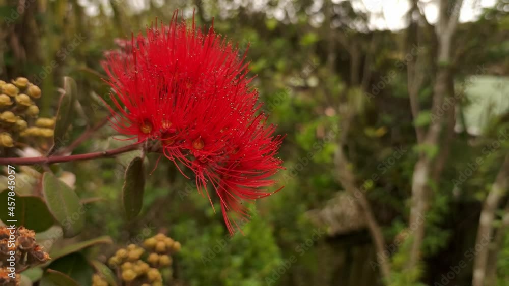 Pohutukawa tree in blossom, New Zealand Christmas tree, spring and summer tree in Auckland. Pohutukawa tree in blossom, New Zealand Christmas tree, spring and summer tree in Auckland.
