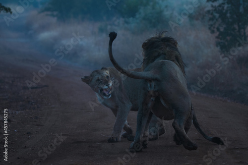 Fényképezés Closeup of an encounter of a male and female lion on a dirt road at a savanna