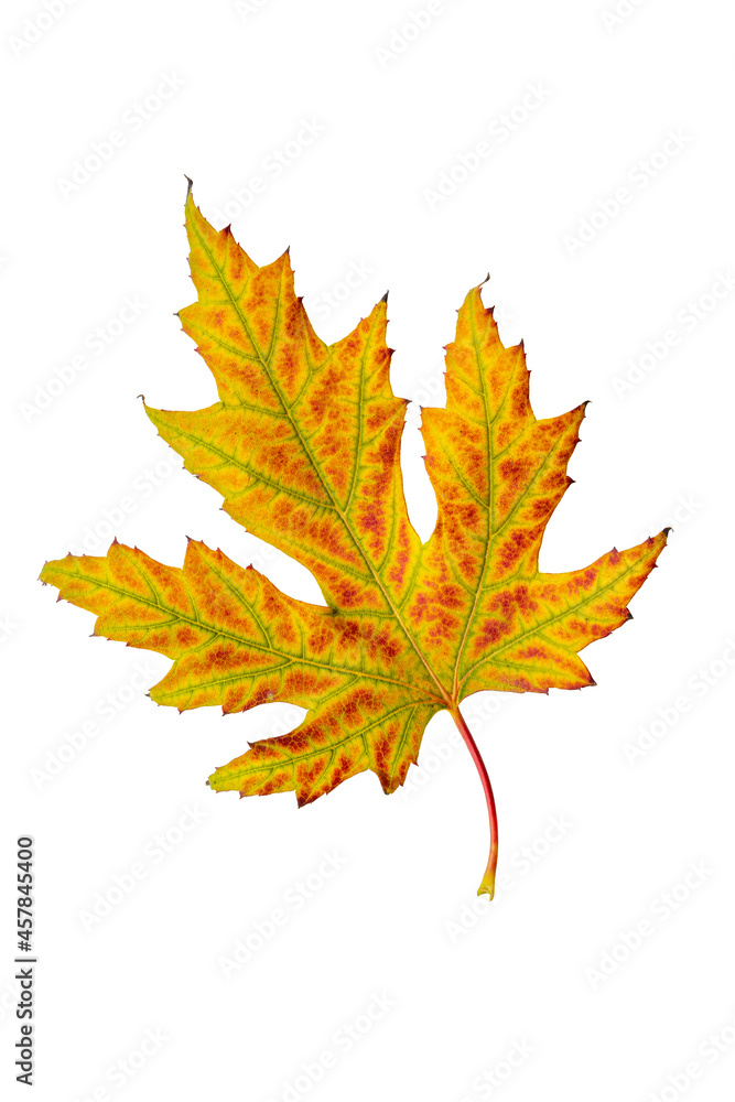 Autumn leaf maple tree leaf cut out isolated on a white background. Ready for your autumn mockups. Autumn leaf maple tree leaf cut out isolated on a white background. Ready for your autumn mockups.