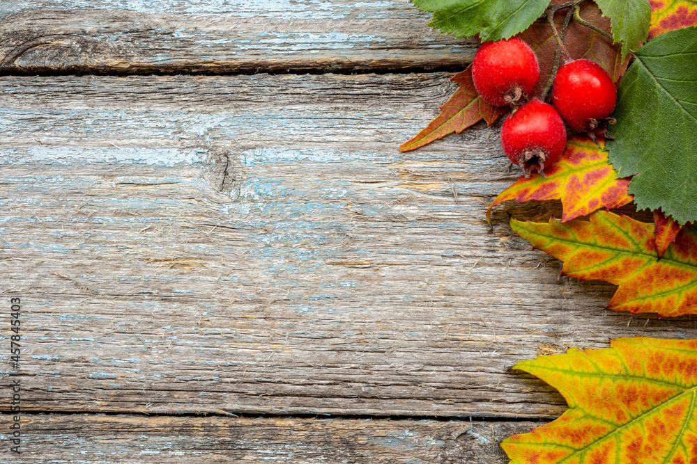 Hawthorn branch with several berries hawthorn on background of old vintage retro board. Autumn decoration object Hawthorn branch with several berries hawthorn on background of old vintage retro board. Autumn decoration object