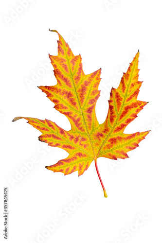 Autumn leaf maple tree leaf cut out isolated on a white background. Ready for your autumn mockups.