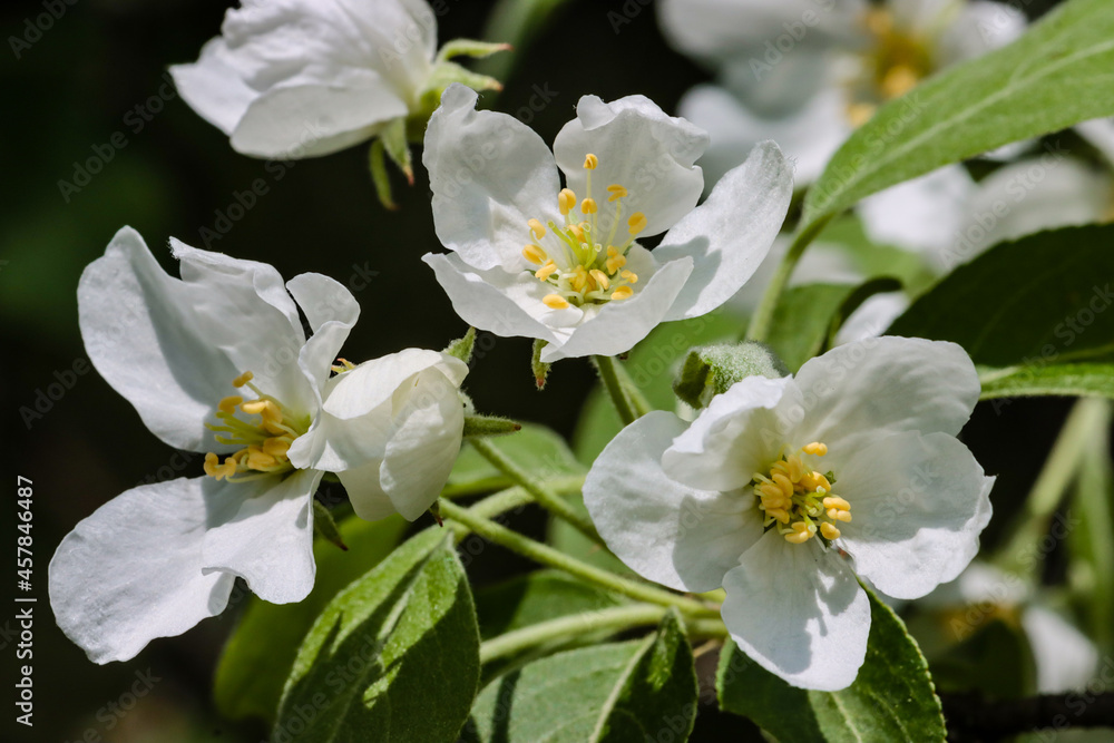 Obraz premium Flowering tree branch