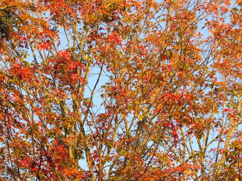 Maple tree foliage in autumn, Ontario