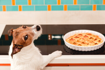 Funny dog desires to eat apple pie made for Thanksgiving dinner