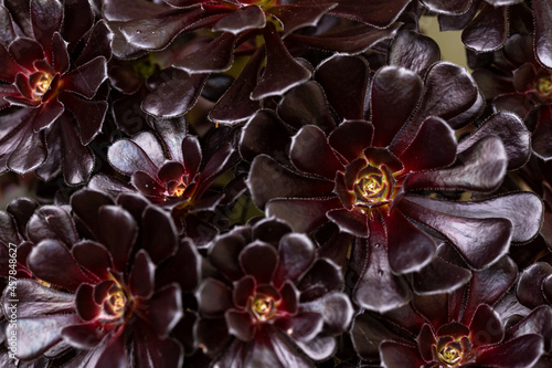 Aeonium Arboreum schwarzkopf succulent plant burgundy-black rosettes of leaves photo