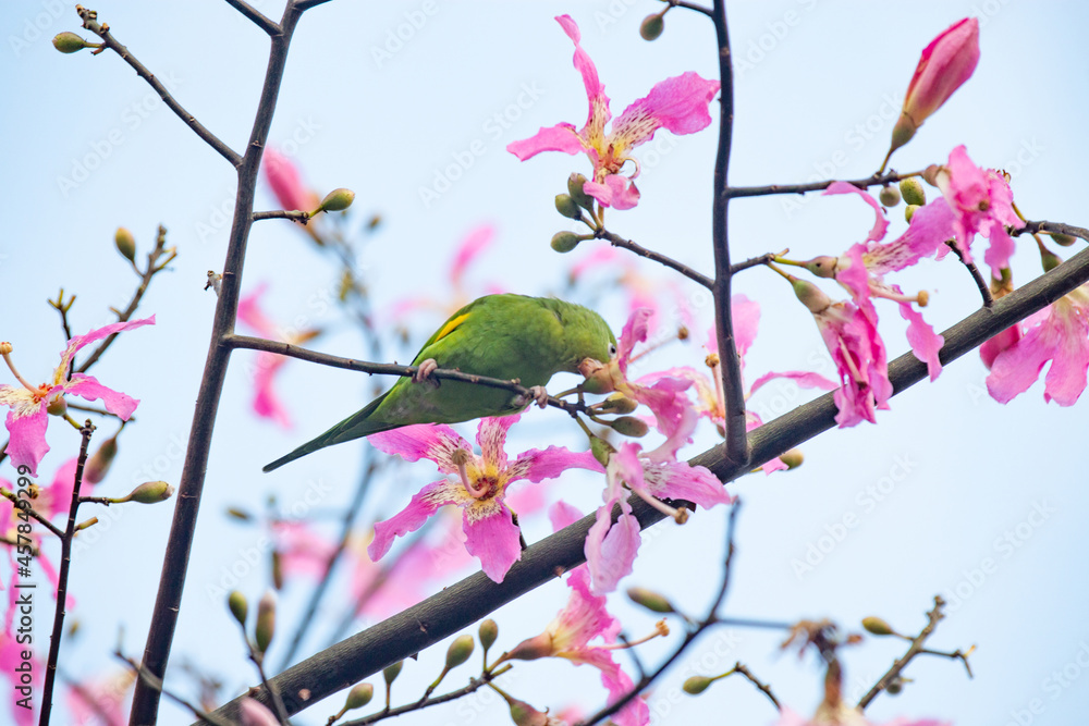 Brazilian green parakeet in pink flowers with a blue sky background Brazilian green parakeet in pink flowers with a blue sky background