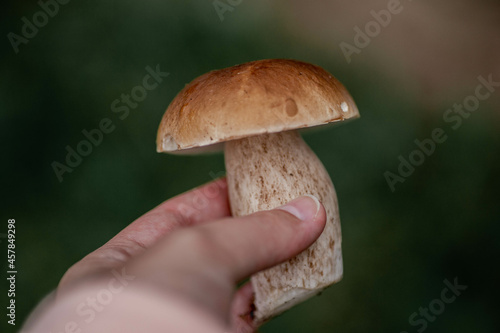 Boletus in hand. Hand with a mushroom pine bolete close up. Hand holding an edible mushroom pinewood king boletus in pine forest.
