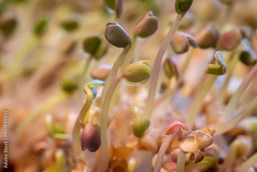 Food closeup in home garden. Small germinating sprouts with tiny leaves. Superfood diet, healthy lifestyle. Selective focus on the details, blurred background. Food closeup in home garden. Small germinating sprouts with tiny leaves. Superfood diet, healthy lifestyle. Selective focus on the details, blurred background.