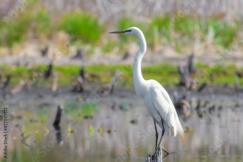 Great Egret in a swamp