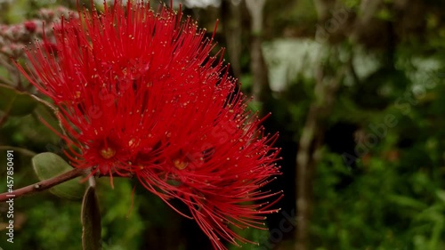 Pohutukawa tree in blossom, New Zealand Christmas tree, spring and summer tree in Auckland. 