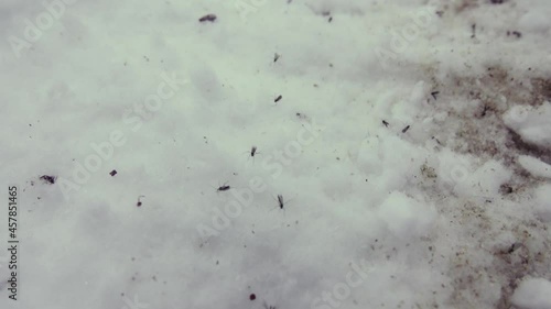 Winter gnat (Winter crane flies, Petaurista hyemalis, Trichoceridae) swarming, hive-out at early winter on a snowy surface in the Scandinavian taiga. Cold-resistant insects photo