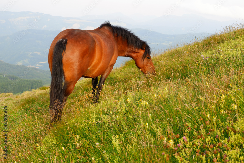 Cavallo baio libero Stock Photo Adobe Stock