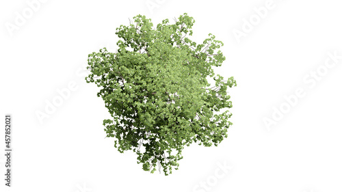 Top view 3D tree isolated on white background