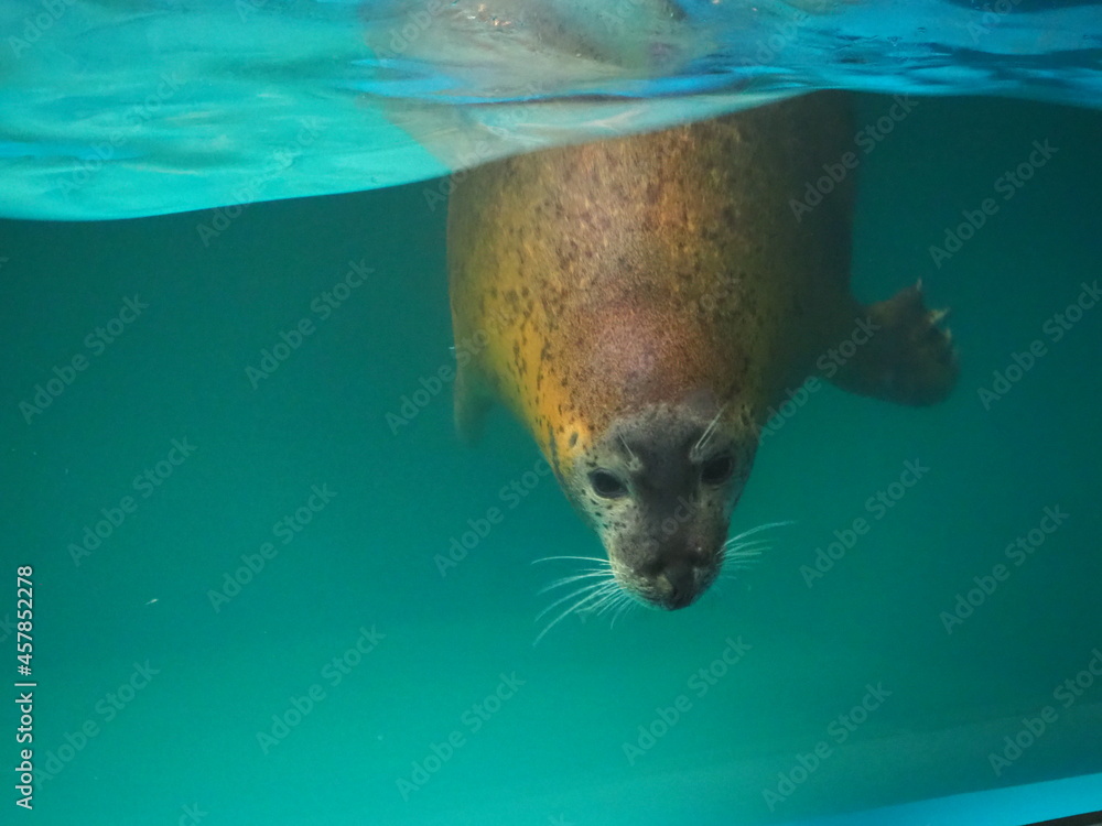 Naklejka premium 愛らしいゴマフアザラシ