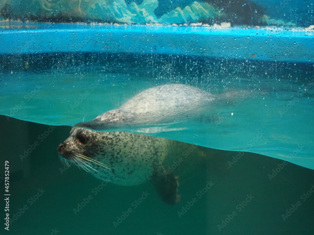 Naklejka premium 愛らしいゴマフアザラシ