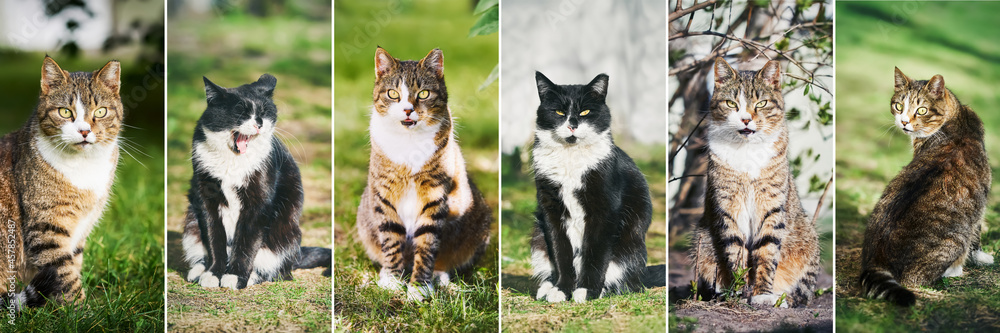 Collage from six images of cats. Cats sitting and look at the camera