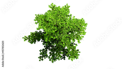 Top view 3D tree isolated on white background, for use visualization in architectural design