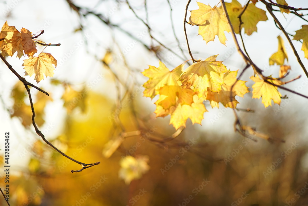 Lovely yellow maple tree leaves on the branches in autumn park Lovely yellow maple tree leaves on the branches in autumn park