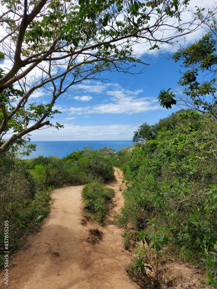 path in the forest