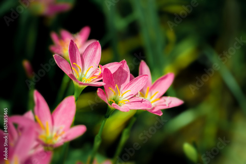 Pink crocuses flowers on blurry green leaves in early spring. blossom in the garden.