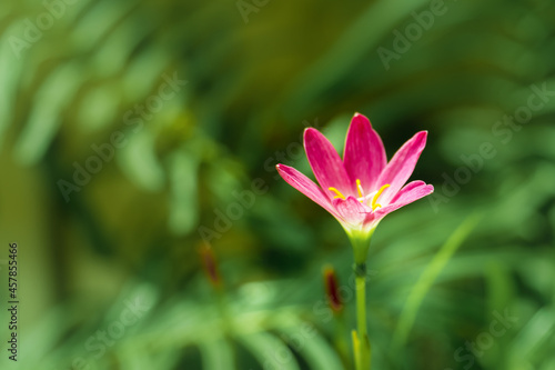 Pink crocuses flowers on blurry green leaves in early spring. blossom in the garden.