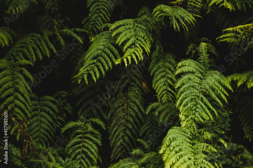 Fototapeta Naklejka Na Ścianę i Meble -  fern leaves