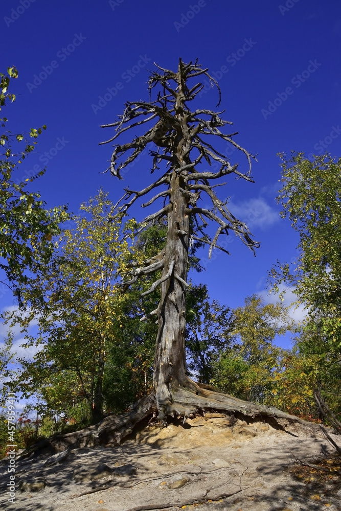 Obraz premium The picturesque plateau of the Kamenny Gorod settlement on the top of the Rudyansky Spoi ridge