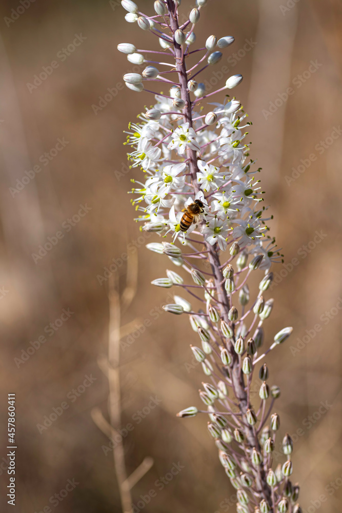 Flowering plant Drimia with white flowers and buds with a bee collecting nectar closeup on a blurred background.