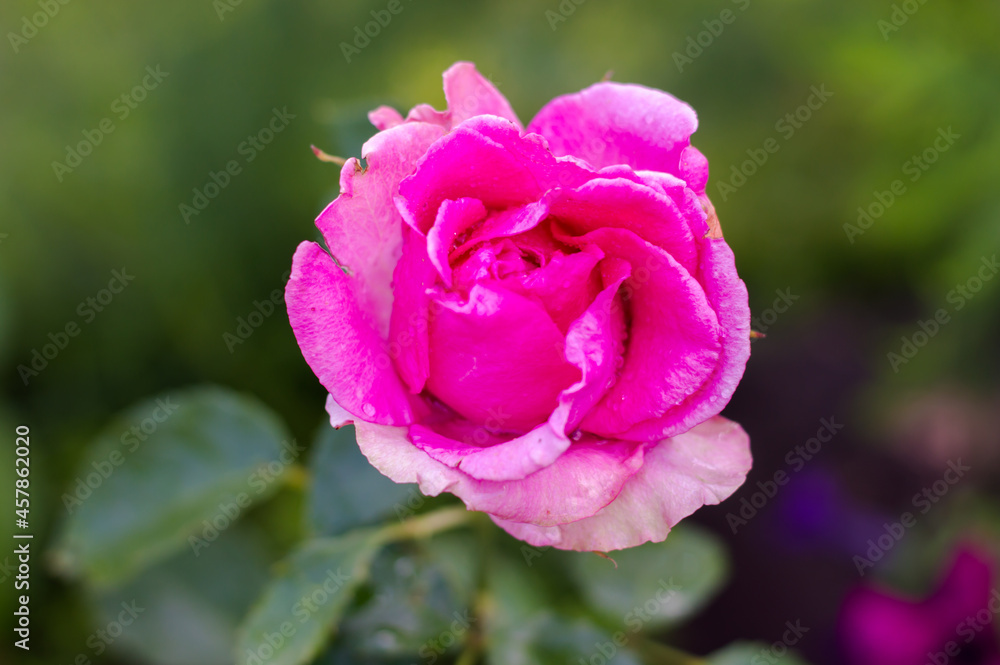 pink rose on a blurred background close-up