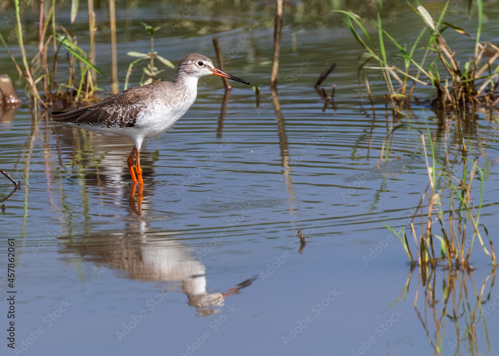 red shank in a lake in looking for food red shank in a lake in looking for food