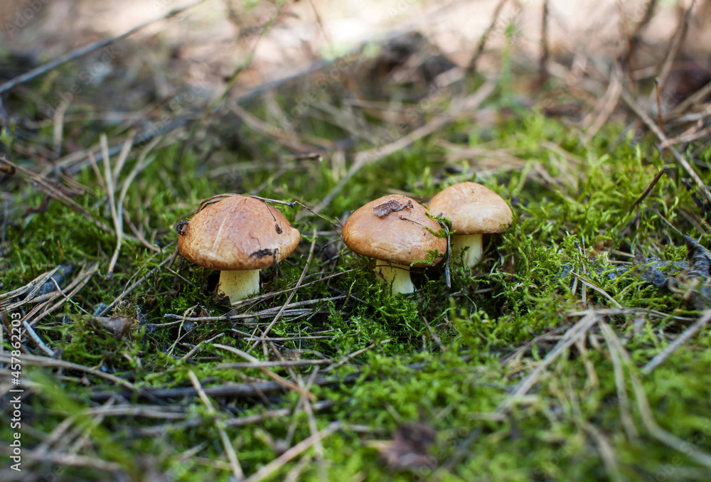 Three young edible mushrooms grow in the forest against the background of moss and needles. Close-up Three young edible mushrooms grow in the forest against the background of moss and needles. Close-up