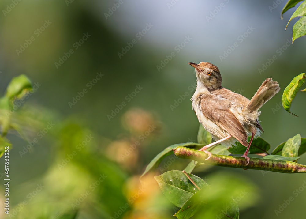 Plain Prinia looking up to sky