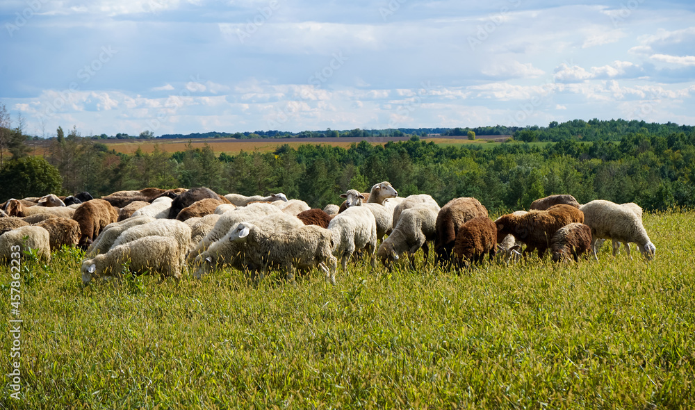 Obraz premium A flock of sheep grazes on a farm meadow. Summer day. Farming and animal husbandry. The sheep eats grass on a self-run