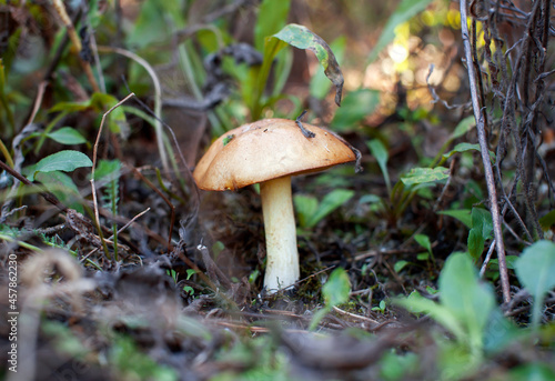 A beautiful edible mushroom grows in the forest against a background of green foliage and needles. Oiler. Macro. Soft focus