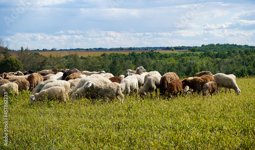 A flock of sheep grazes on a farm meadow. Summer day. Farming and animal husbandry. The sheep eats grass on a self-run