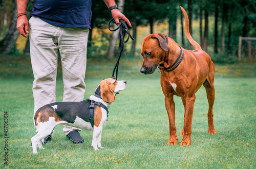 Fotografie two dogs get to know each other, show sympathy for each other by body language