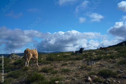 krajobraz góry zwierzęta krowy bydło natura