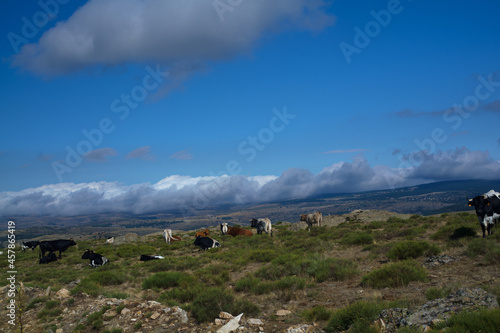 krajobraz góry zwierzęta krowy bydło natura