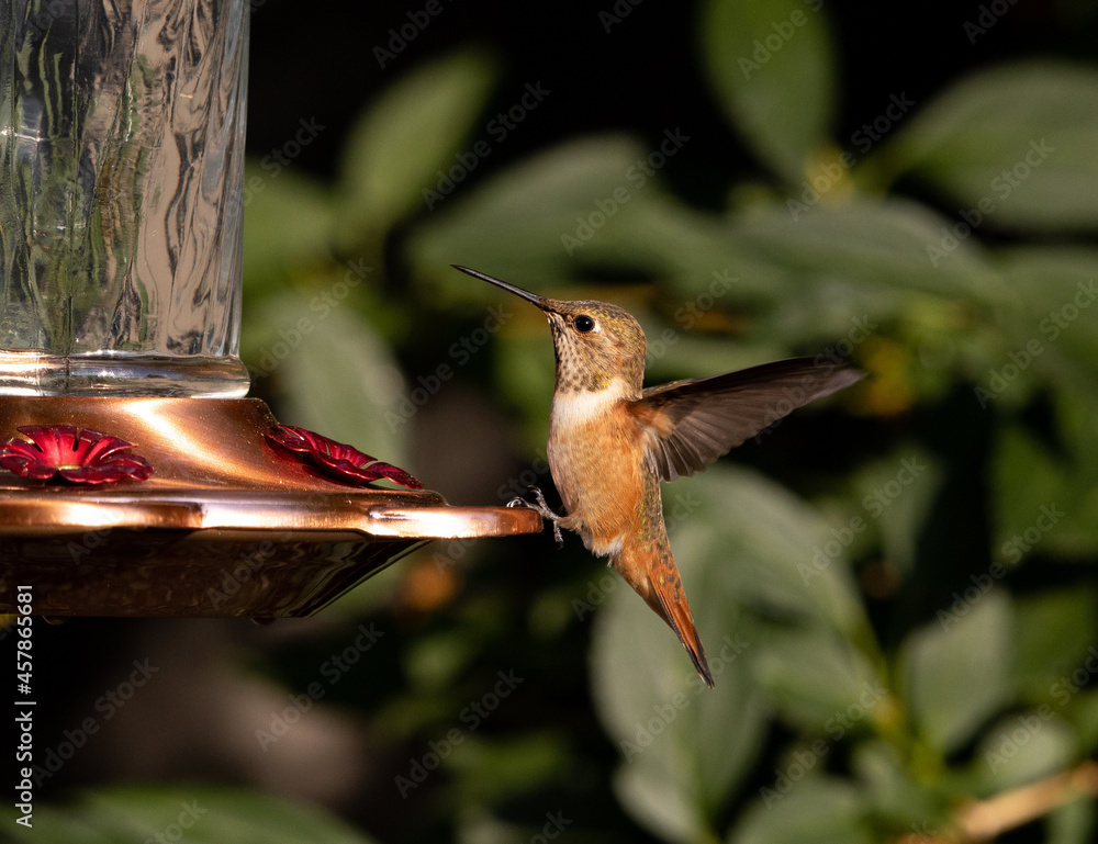 Naklejka premium hummingbird feeding, bird