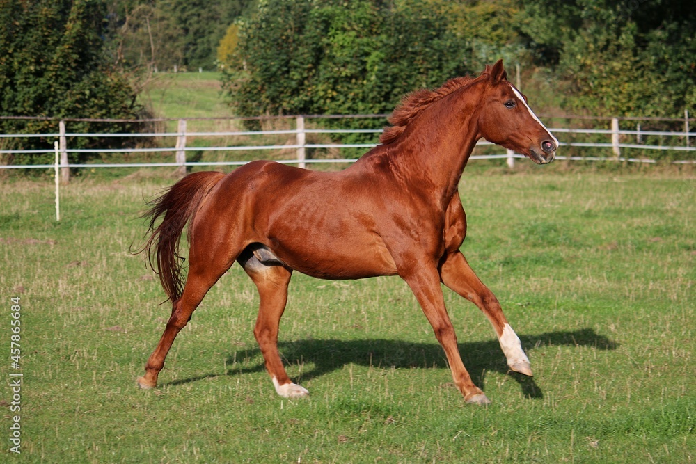 beautiful brown horse is running on the paddock beautiful brown horse is running on the paddock