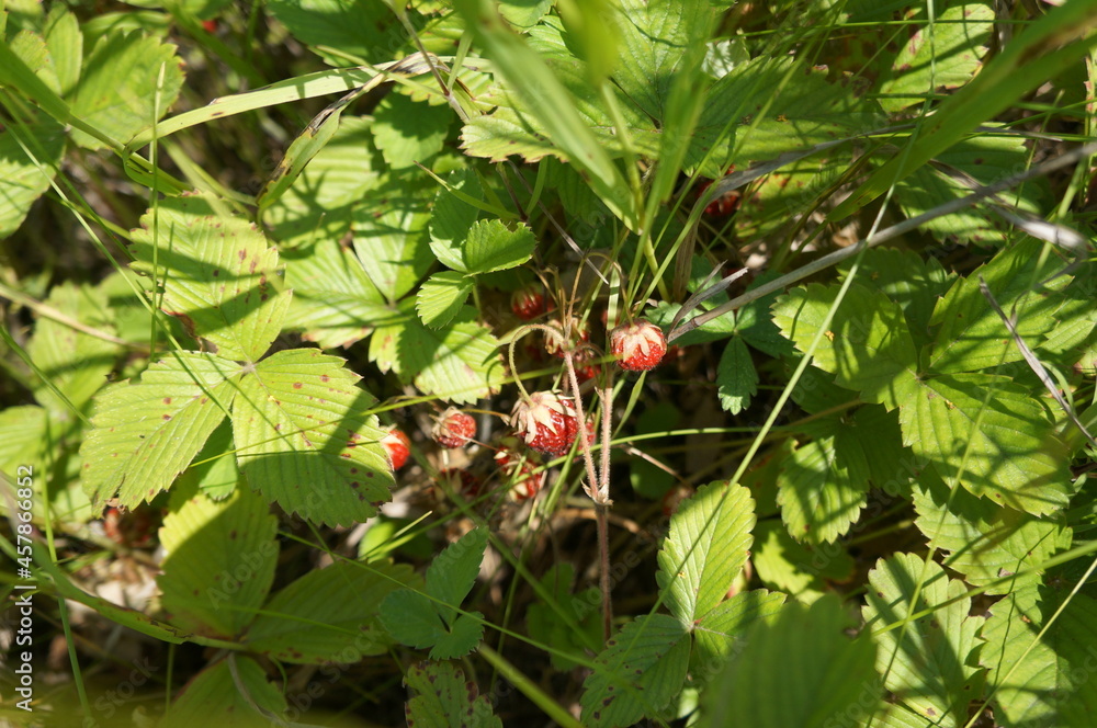 plants plants