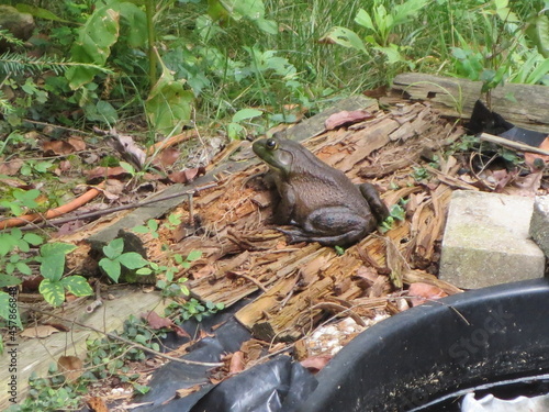 bull frog sitting next to koi pond